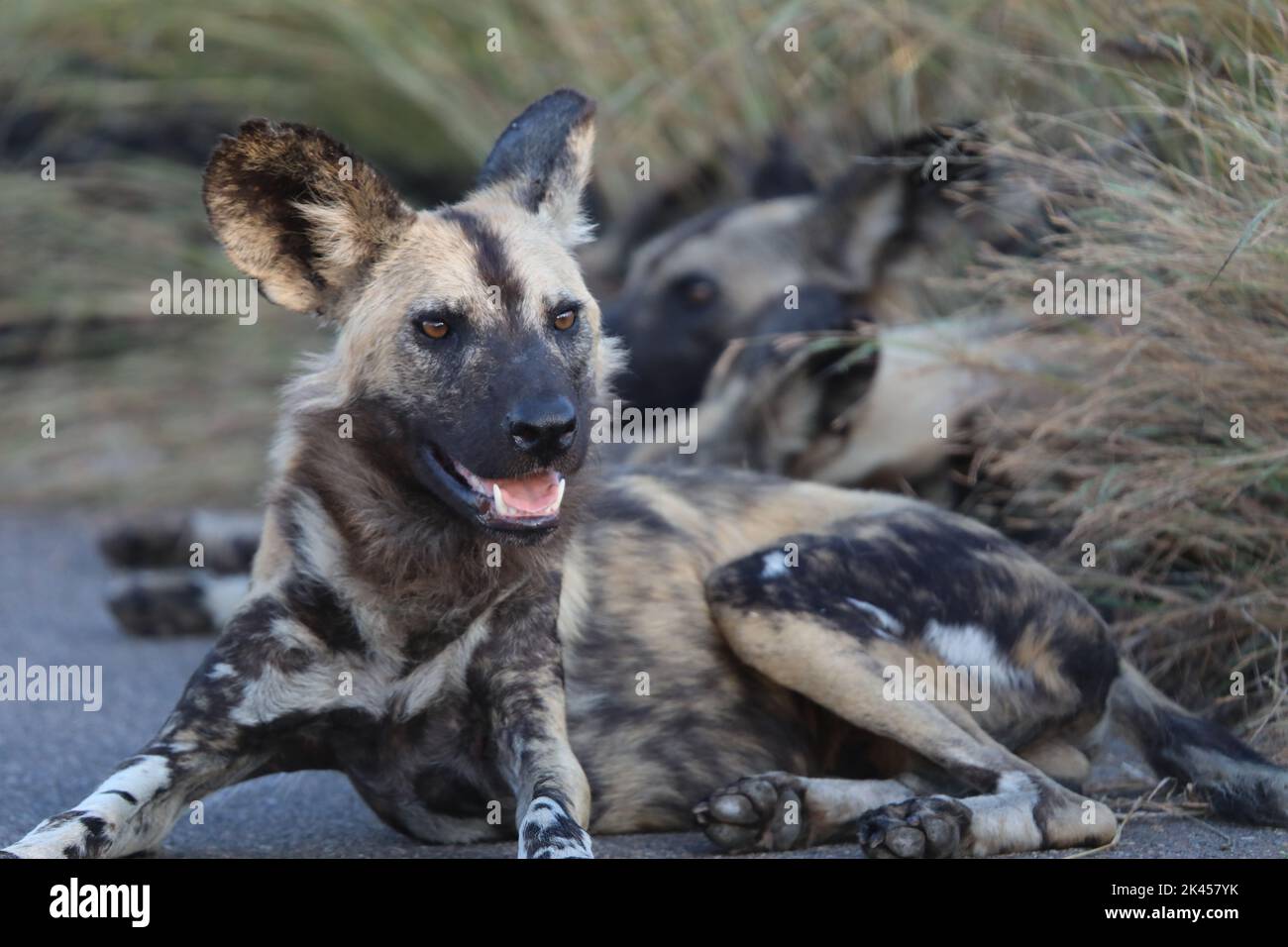 african wild dog pups wallpaper