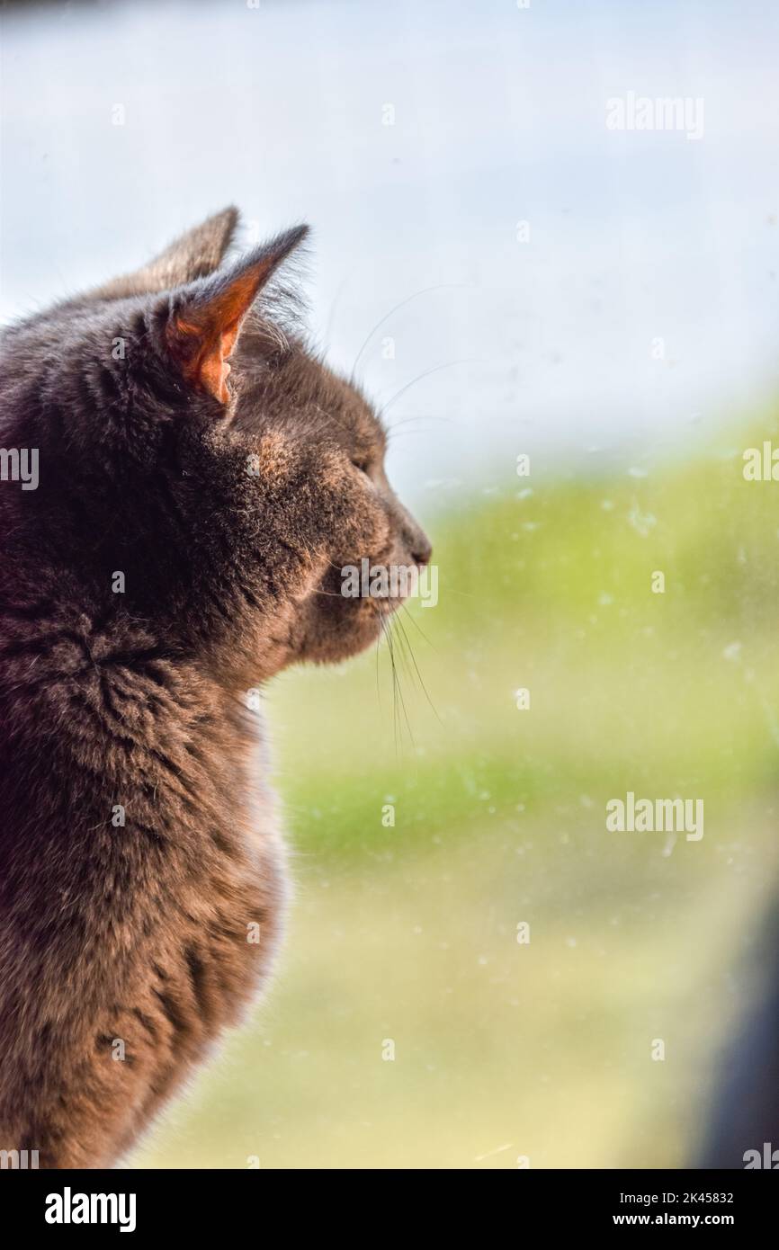 A vertical shot of a cute tortoiseshell cat looking out of the window Stock Photo