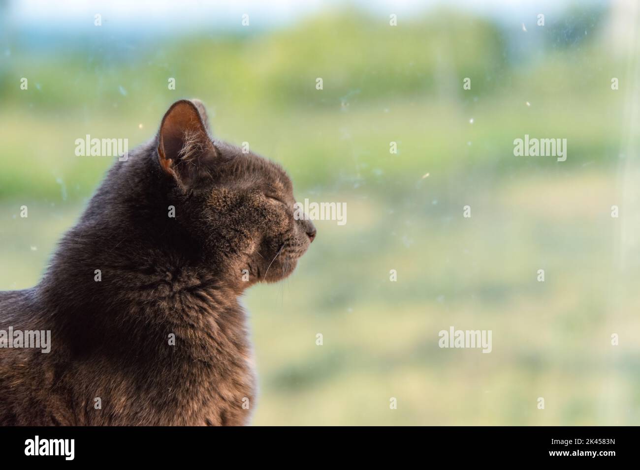 A cute tortoiseshell cat looking out of the window Stock Photo