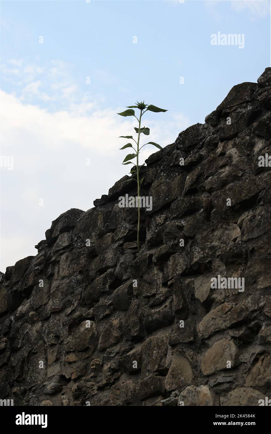 Lonely green plant growing from rough, stone wall into the bright blue ...