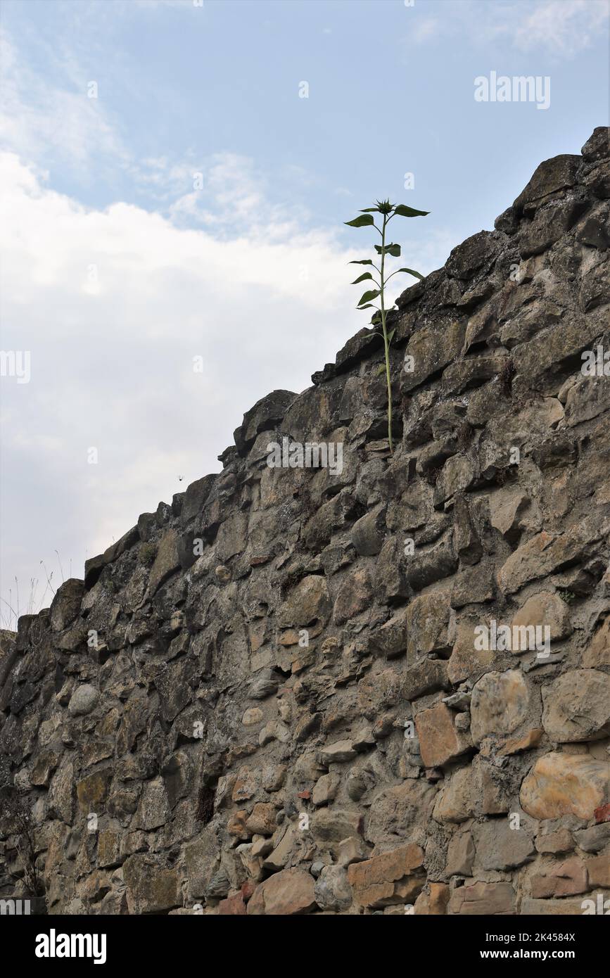 Lonely green plant growing from rough, stone wall into the bright blue ...