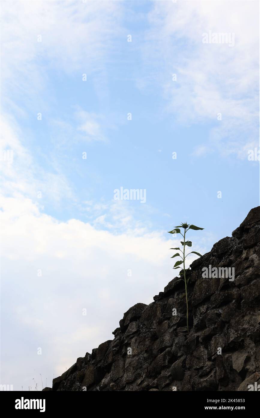 Lonely green plant growing from rough, stone wall into the bright blue ...