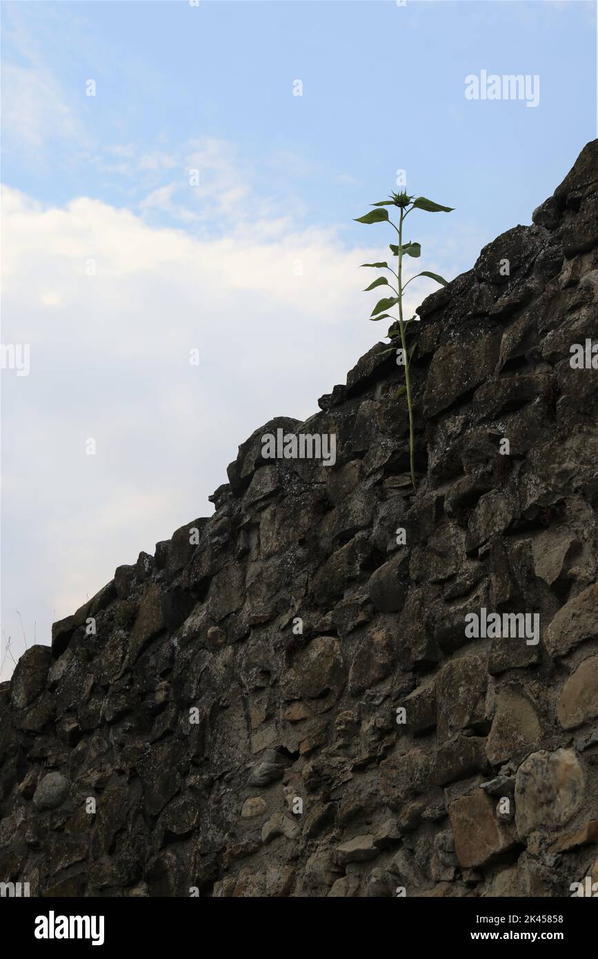 Lonely green plant growing from rough, stone wall into the bright blue ...