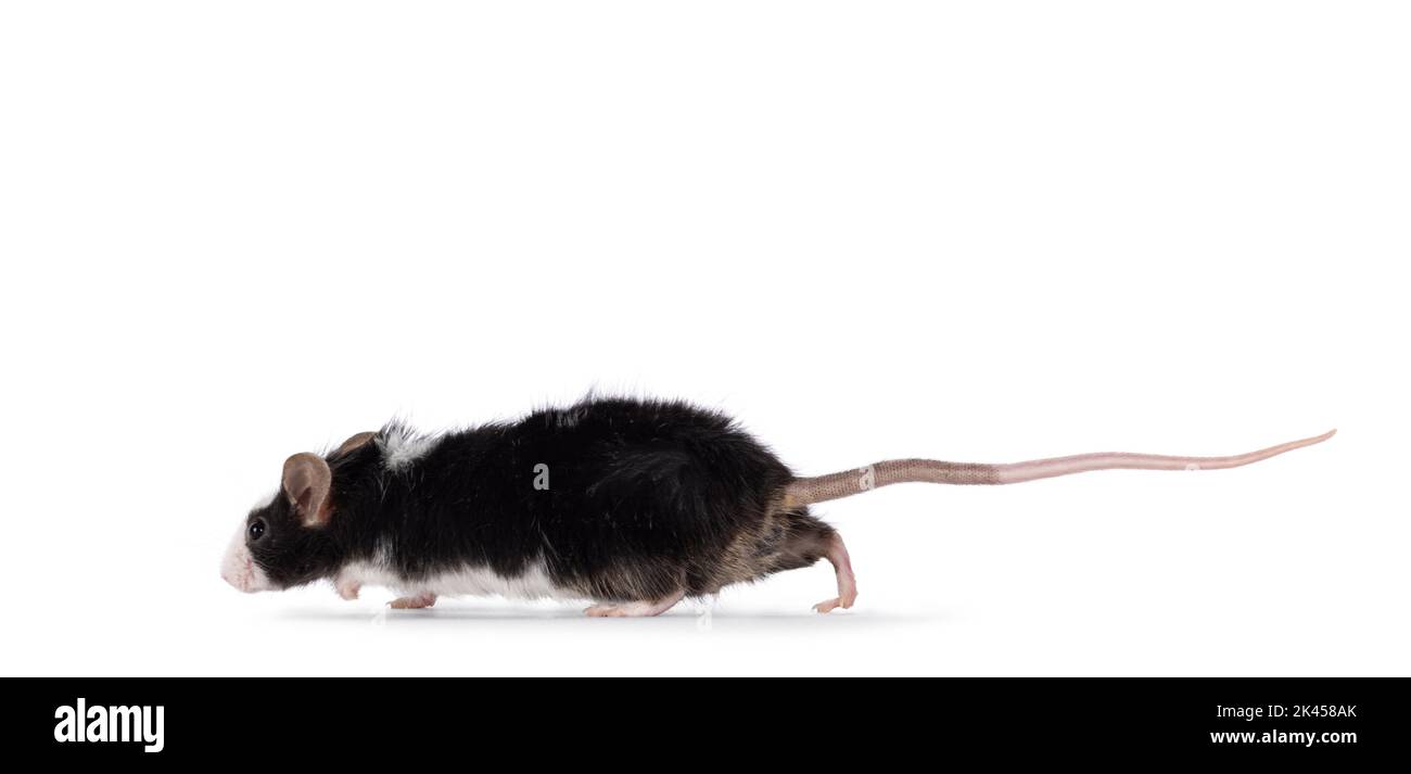 Mouse running away Cut Out Stock Images & Pictures - Alamy