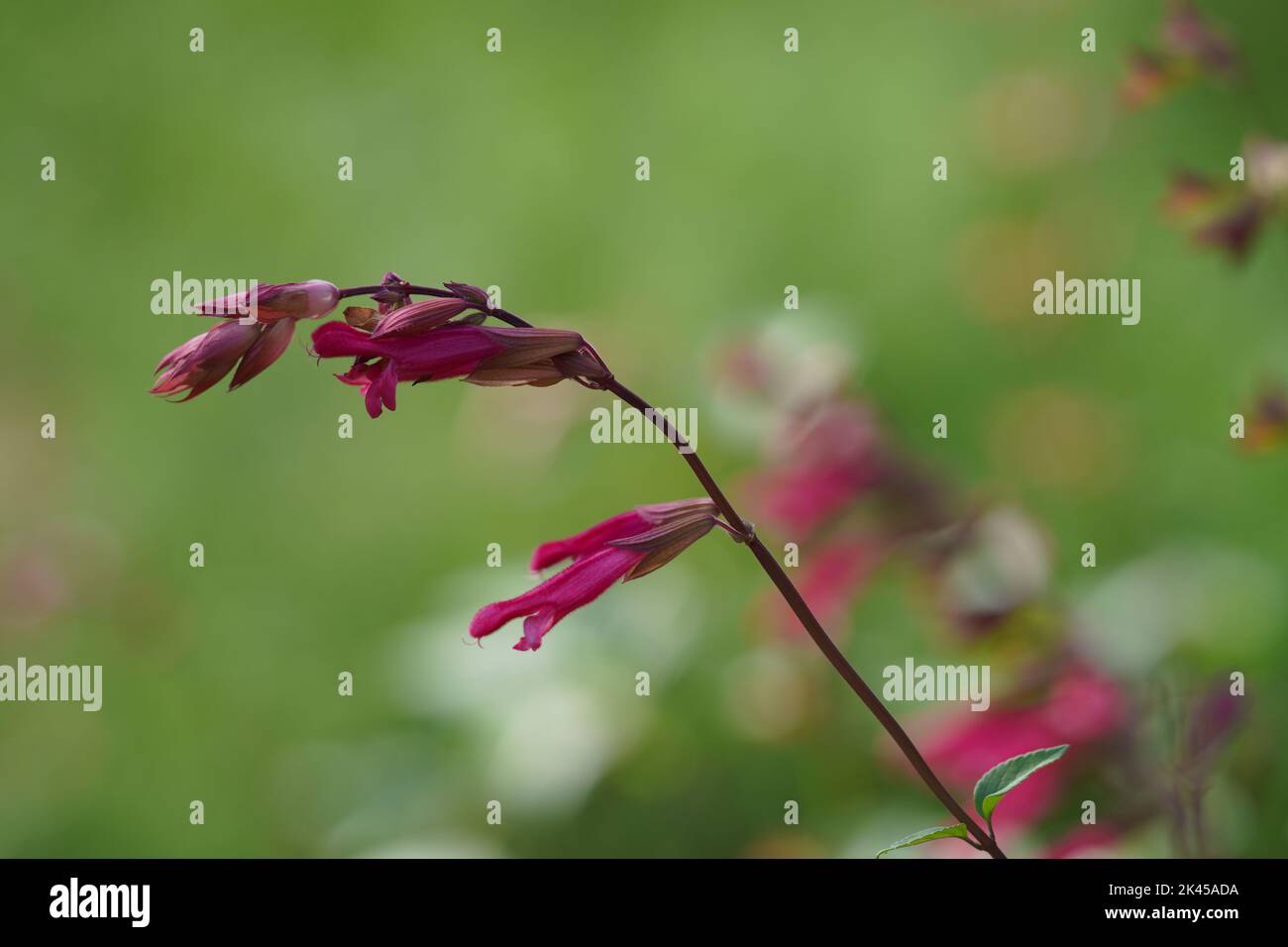 A selective focus shot of a pink Viscaria vulgaris flower Stock Photo