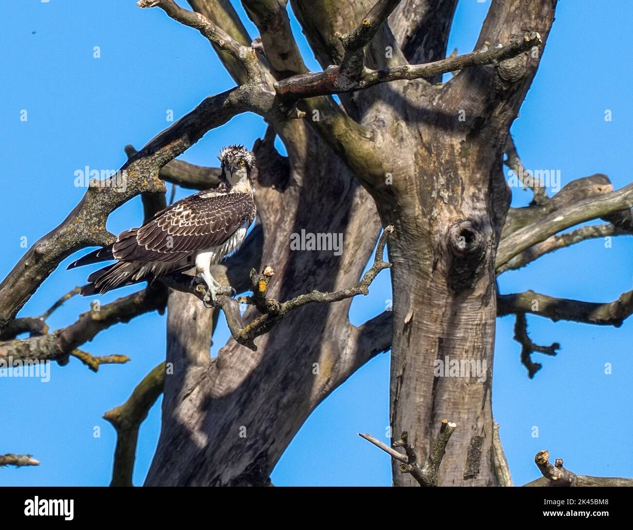 Unringed juvenile Osprey searching for fish, River Teifi, Wales Stock Photo