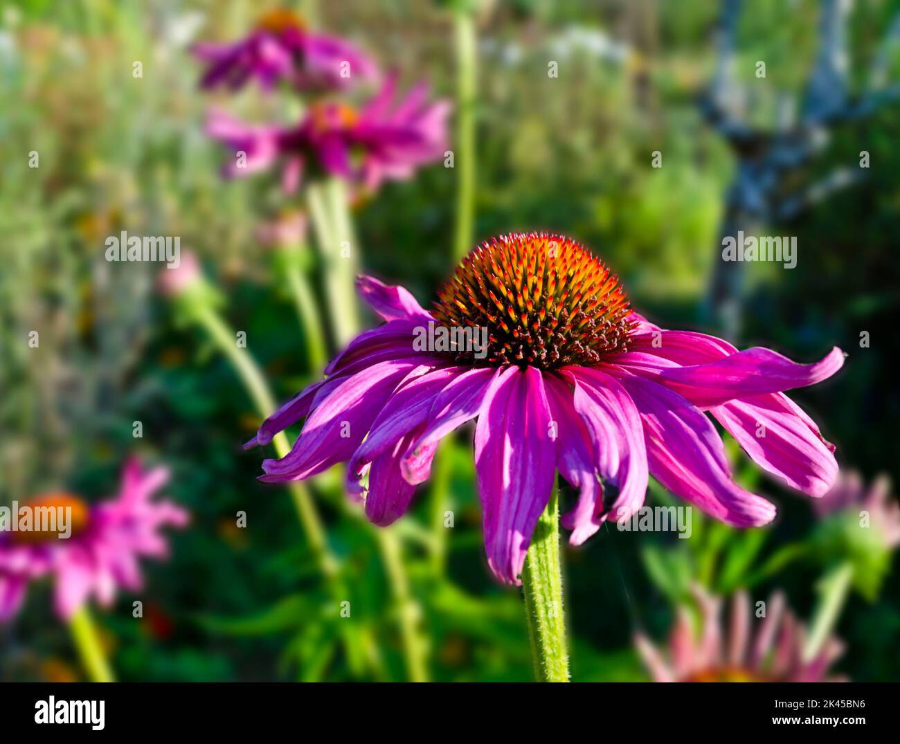 Purple coneflowers. Echinacea purpurea, in the garden Stock Photo Alamy