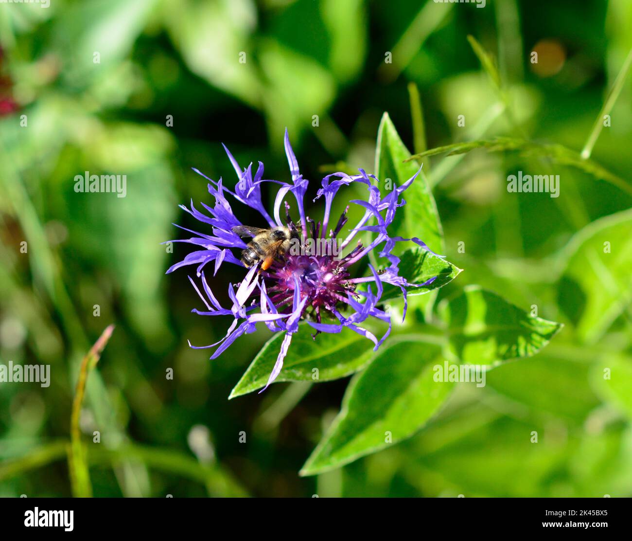 Closeup of mountain bluet flower (Centaurea montana) with honeybee and ants feeding on the nectar. Stock Photo