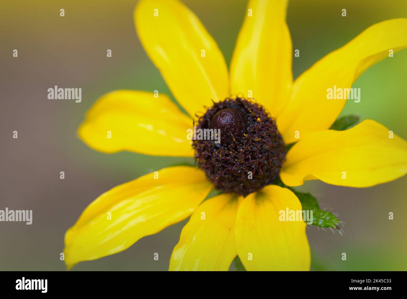 Macro of a yellow blooming flower in summer Stock Photo