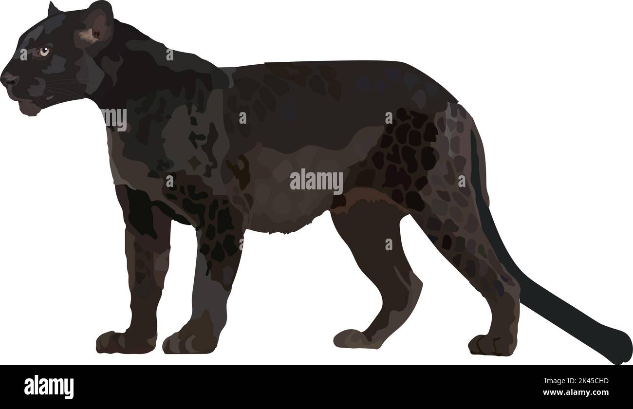 Black leopard realistic. Vector illustration wild animal Stock Vector