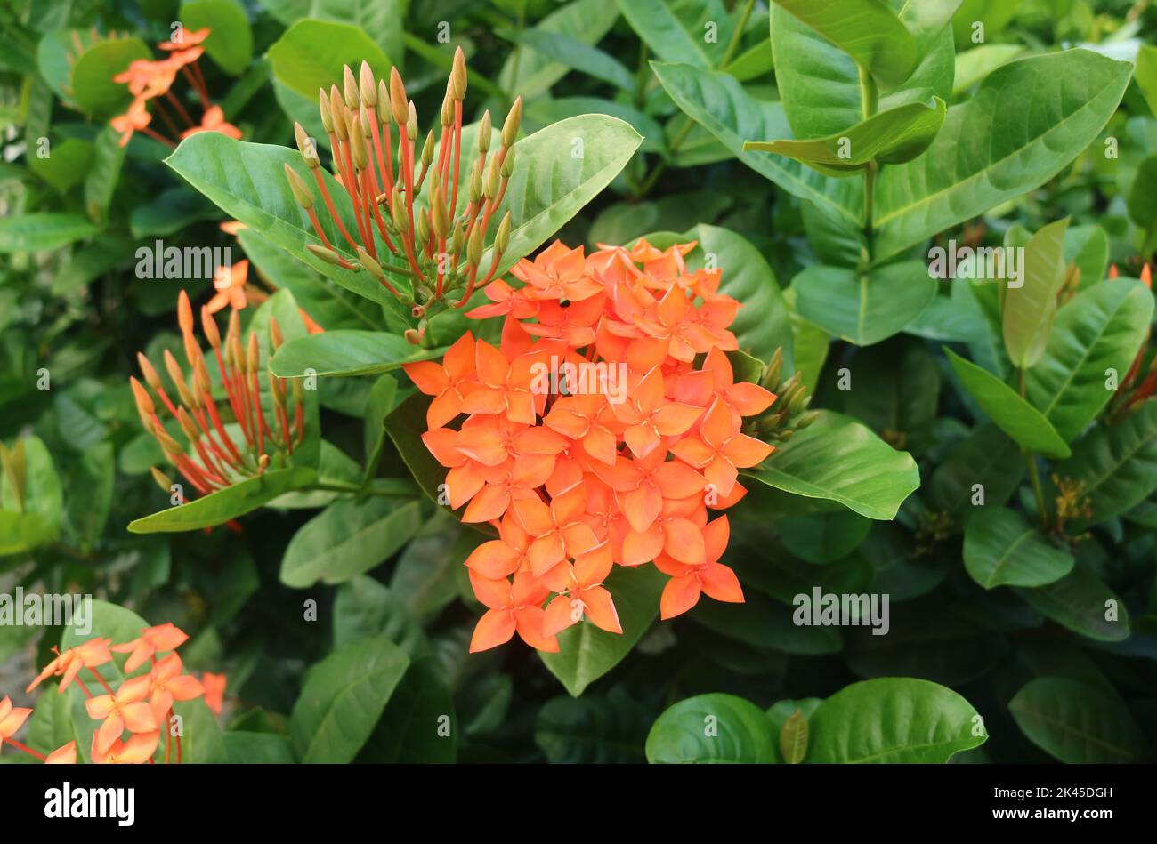 Vivid Orange West Indian Jasmine Flowers Blossoming on the Shrubs Stock Photo