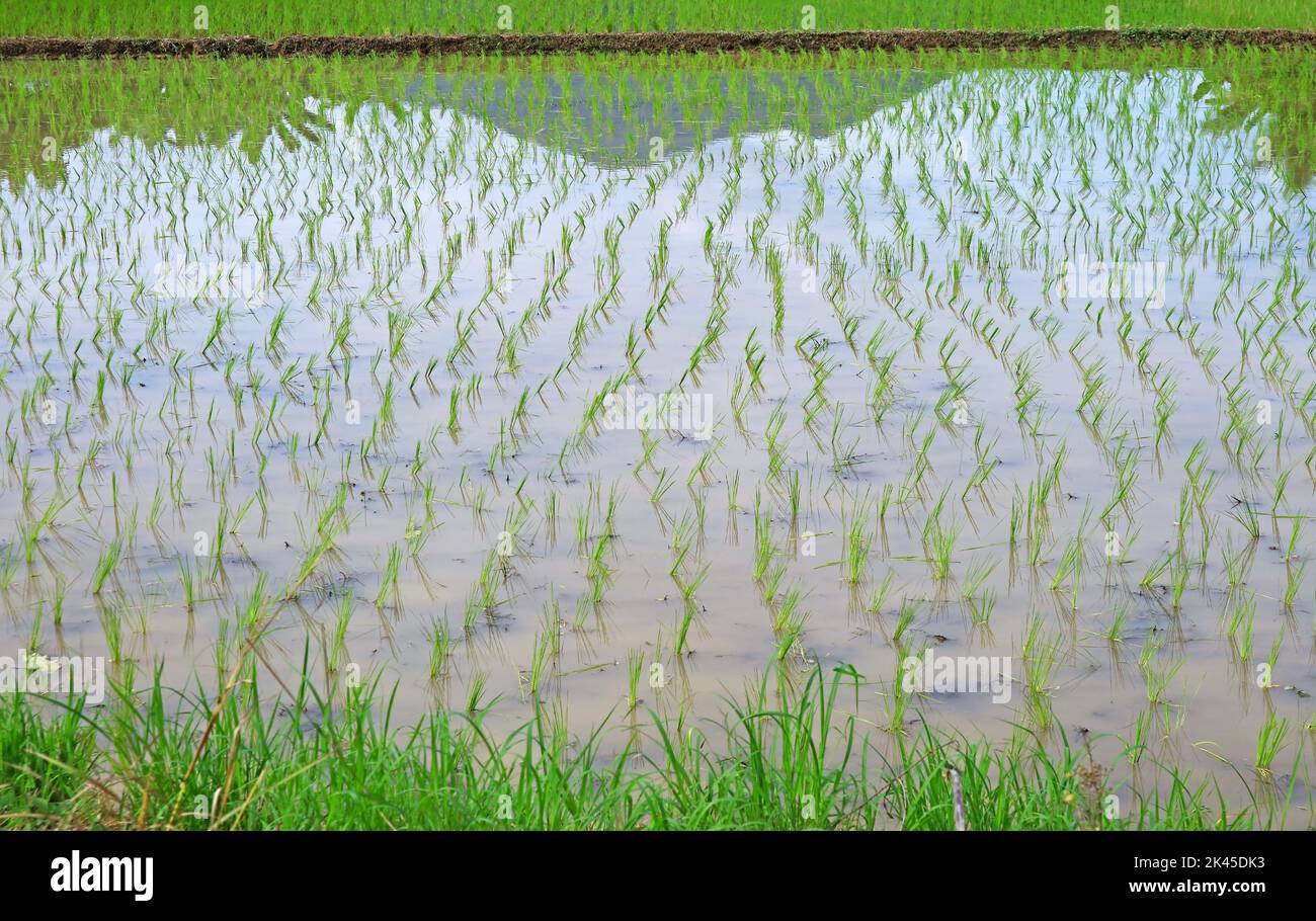 Paddy fields after the transplanting rice plants process in northern region of Thailand Stock Photo