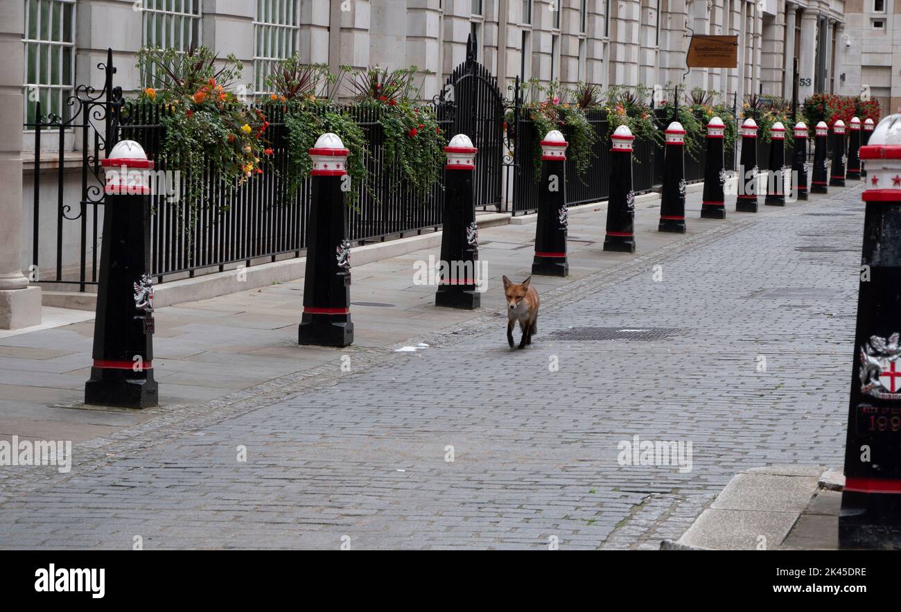Urban red fox (latin name of Vulpes vulpes) walking in cobbled street  in the City of London, Central London UK, with crested City of London bollards  and emblems Stock Photo
