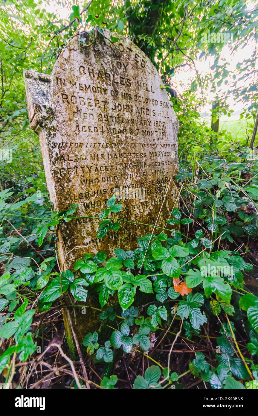 Gravestone in a very overgrown graveyard. Stock Photo