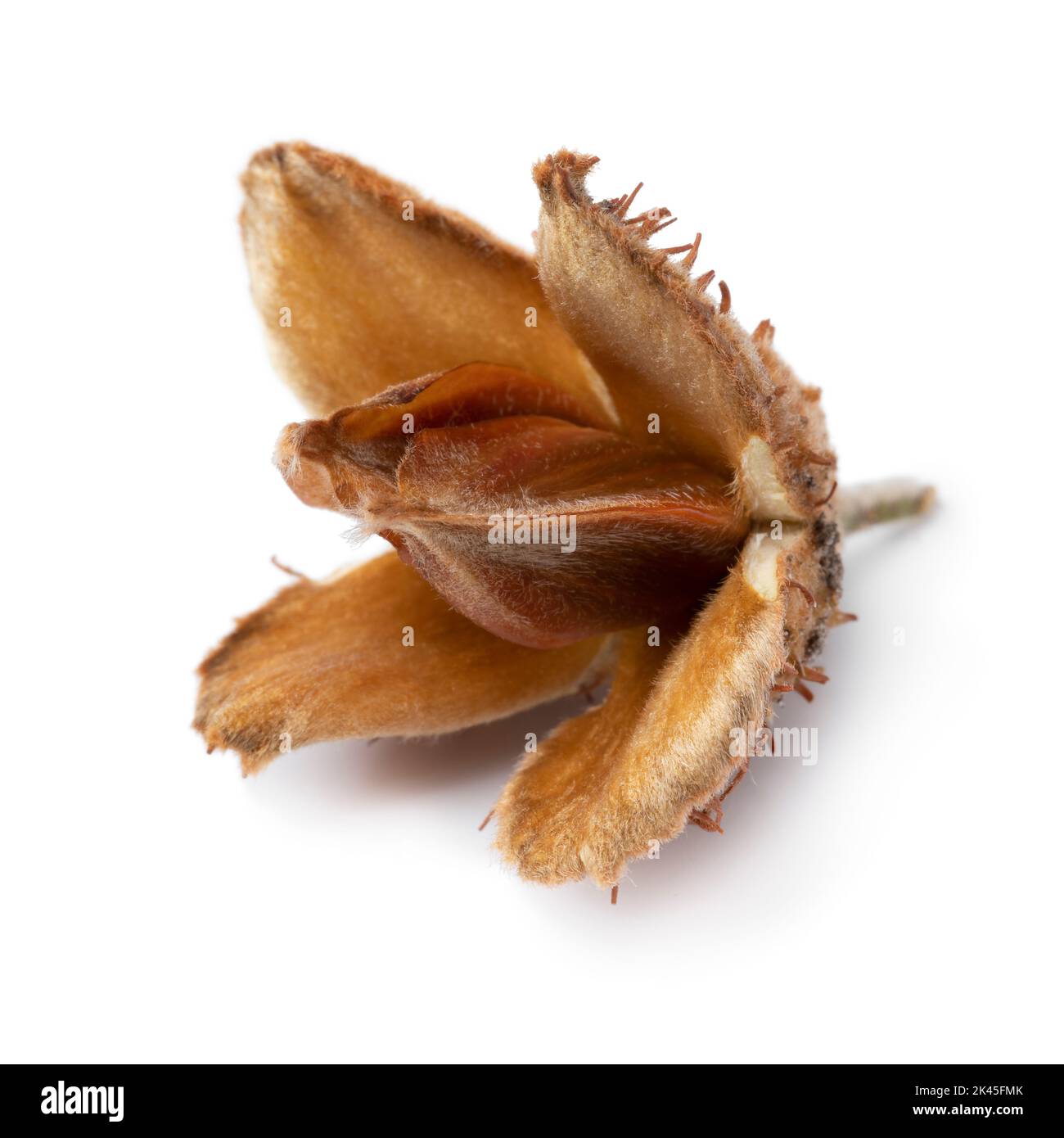 Single beech nut isolated on white background Stock Photo