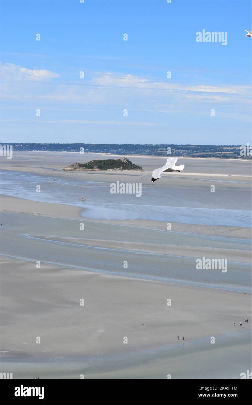 A View of a Flying Seagull from Mont Saint Michel at the Low Tide on a Sunny Summer Day Stock Photo