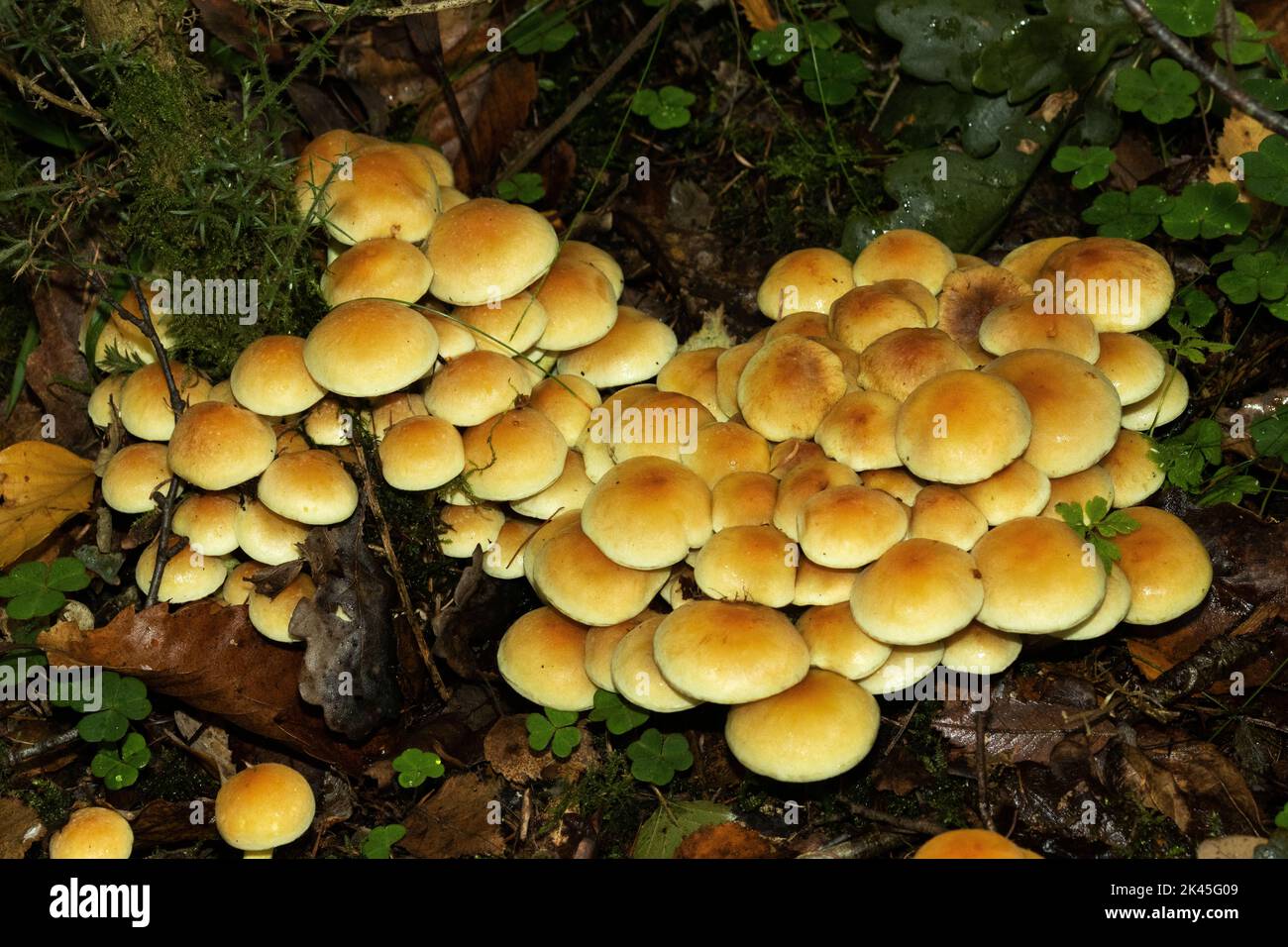 Often found on dense clupns on dead deciduous wood, the Sulphur Tuft is widespread and very common. They form spectacular trooping formations in autum Stock Photo