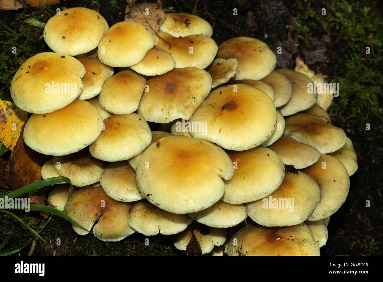 Often found on dense clumps on dead deciduous wood, the Sulphur Tuft is widespread and very common. They form spectacular trooping formations Stock Photo