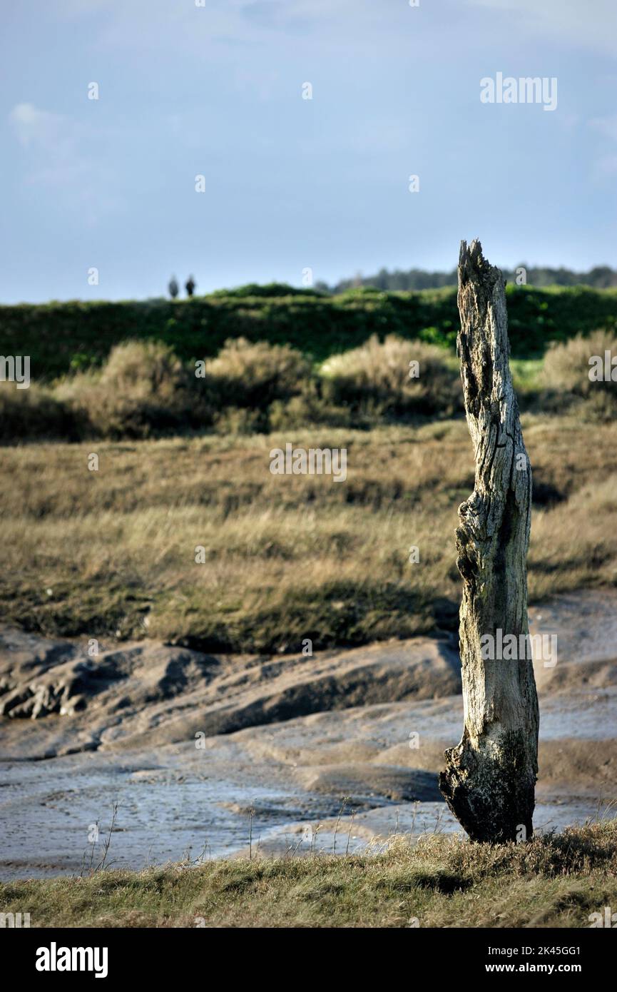 two distant figures looking towards old mumified tree trunk buried in saltings thornham north norfolk england Stock Photo
