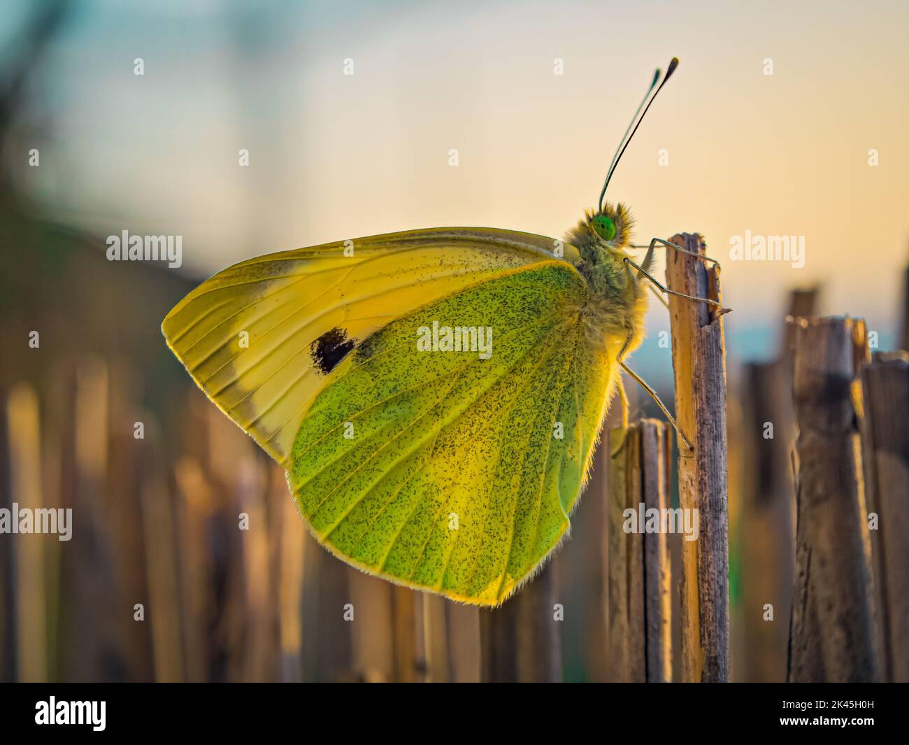 Pieris mannii (southern small white) is a butterfly in the family Pieridae. A butterfly caught on a reed net. Stock Photo