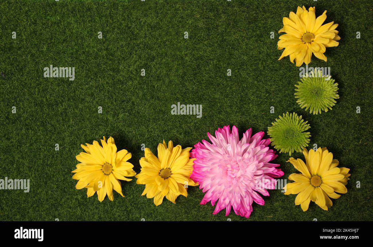 Colorful Spring Flowers on Artificial Green Grass Top View Stock Photo Alamy