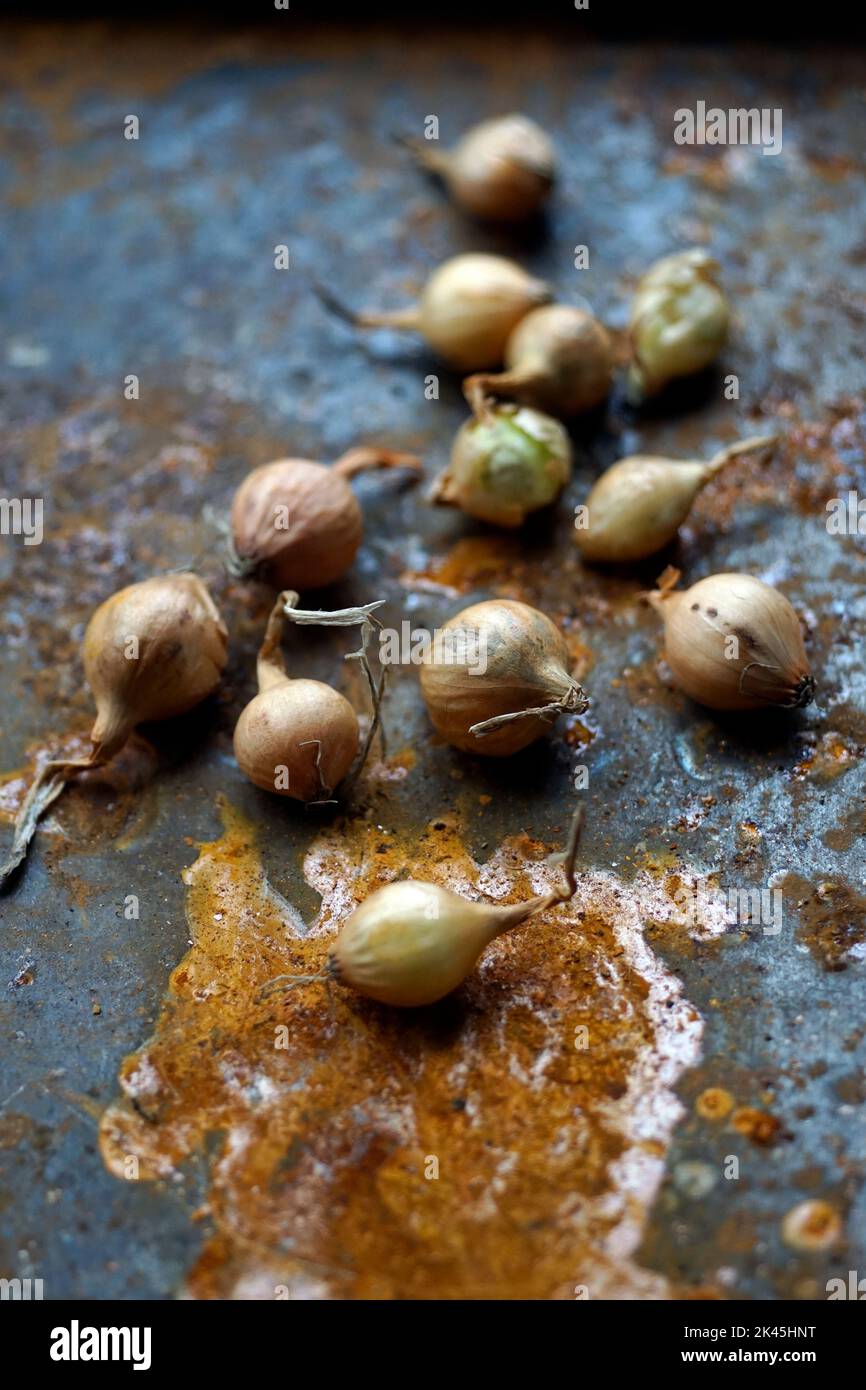 shallots on rusting steel plate Stock Photo