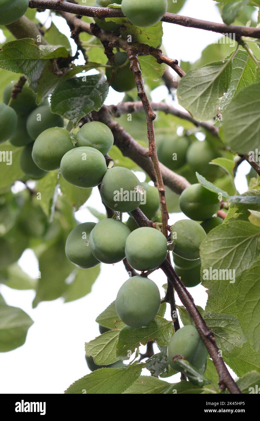 cambridge gage plums with insect attack Stock Photo
