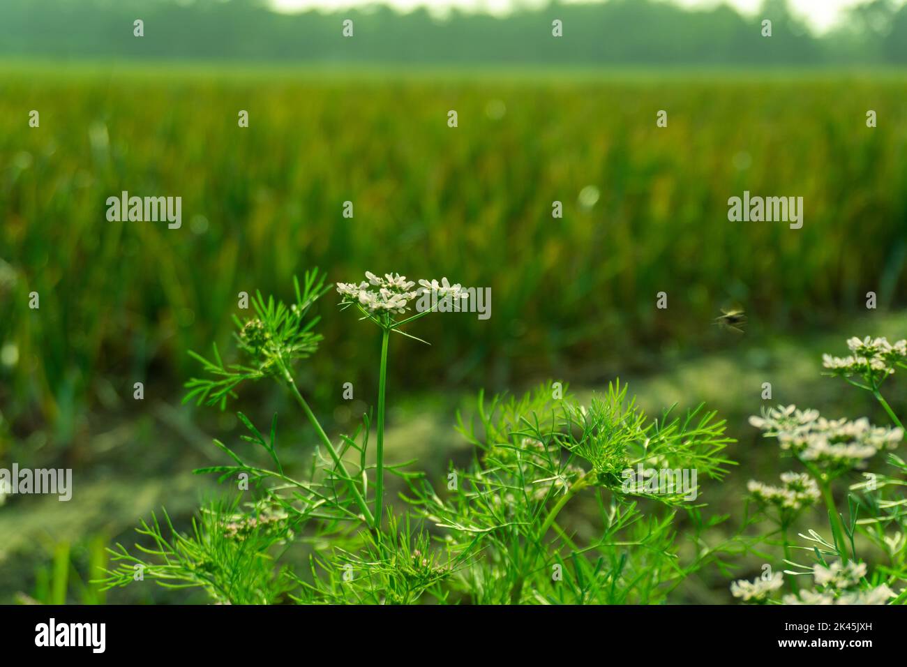 Coriander flower blooming in the coriander field. Coriander is an