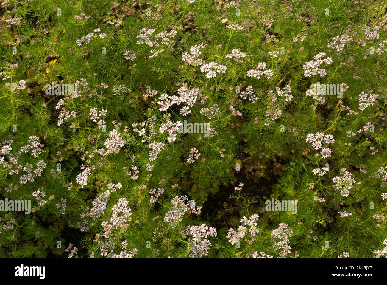 Coriander flower blooming in the coriander field. Coriander is an annual herb in the family of Apiaceae. It is also known as Chinese parsley, dhania, Stock Photo