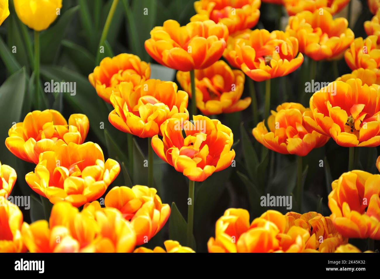 Red and yellow peony-flowered Double Early tulips (Tulipa) Shell bloom in a garden in March Stock Photo