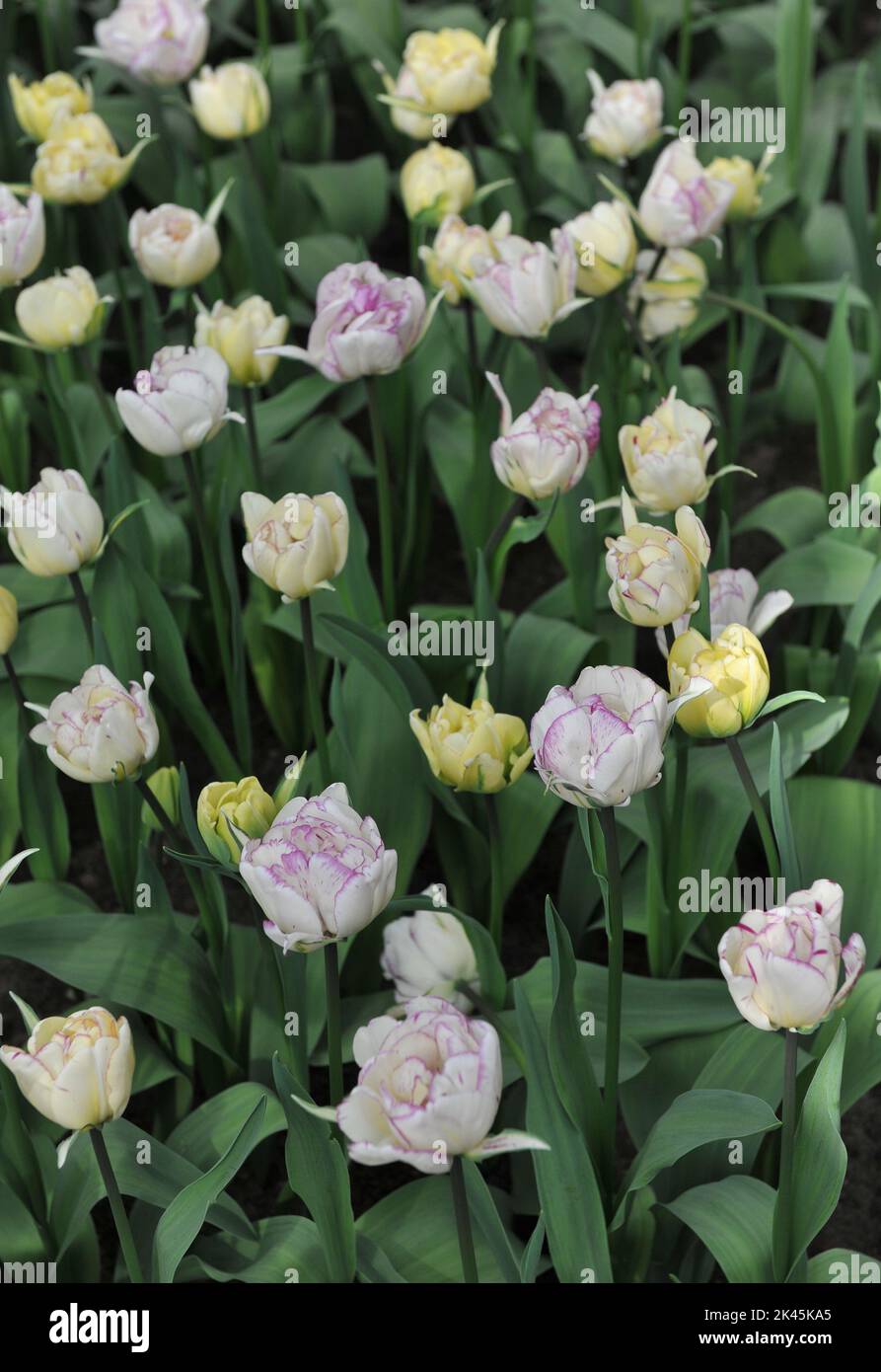 White with violet edges Double Late tulips (Tulipa) Shirley Double
