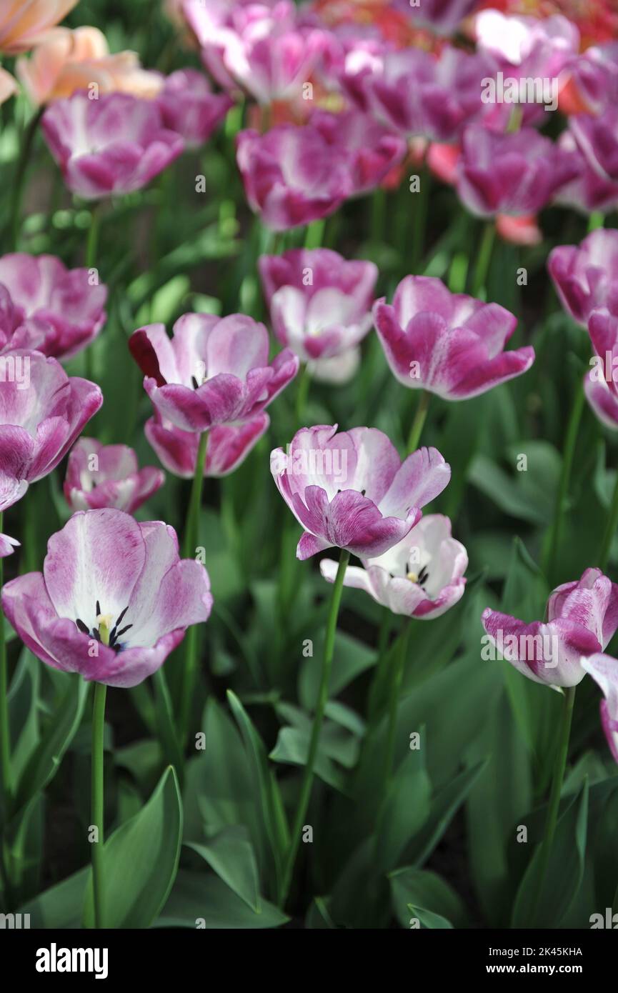 White and violet Triumph tulips (Tulipa) Shiun bloom in a garden in April Stock Photo