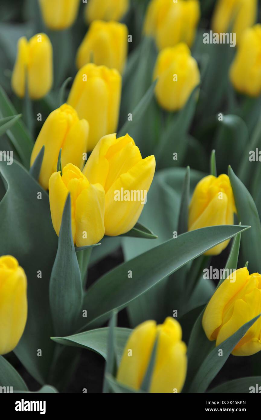 Yellow Triumph tulips (Tulipa) Shooting Star bloom in a garden in March Stock Photo