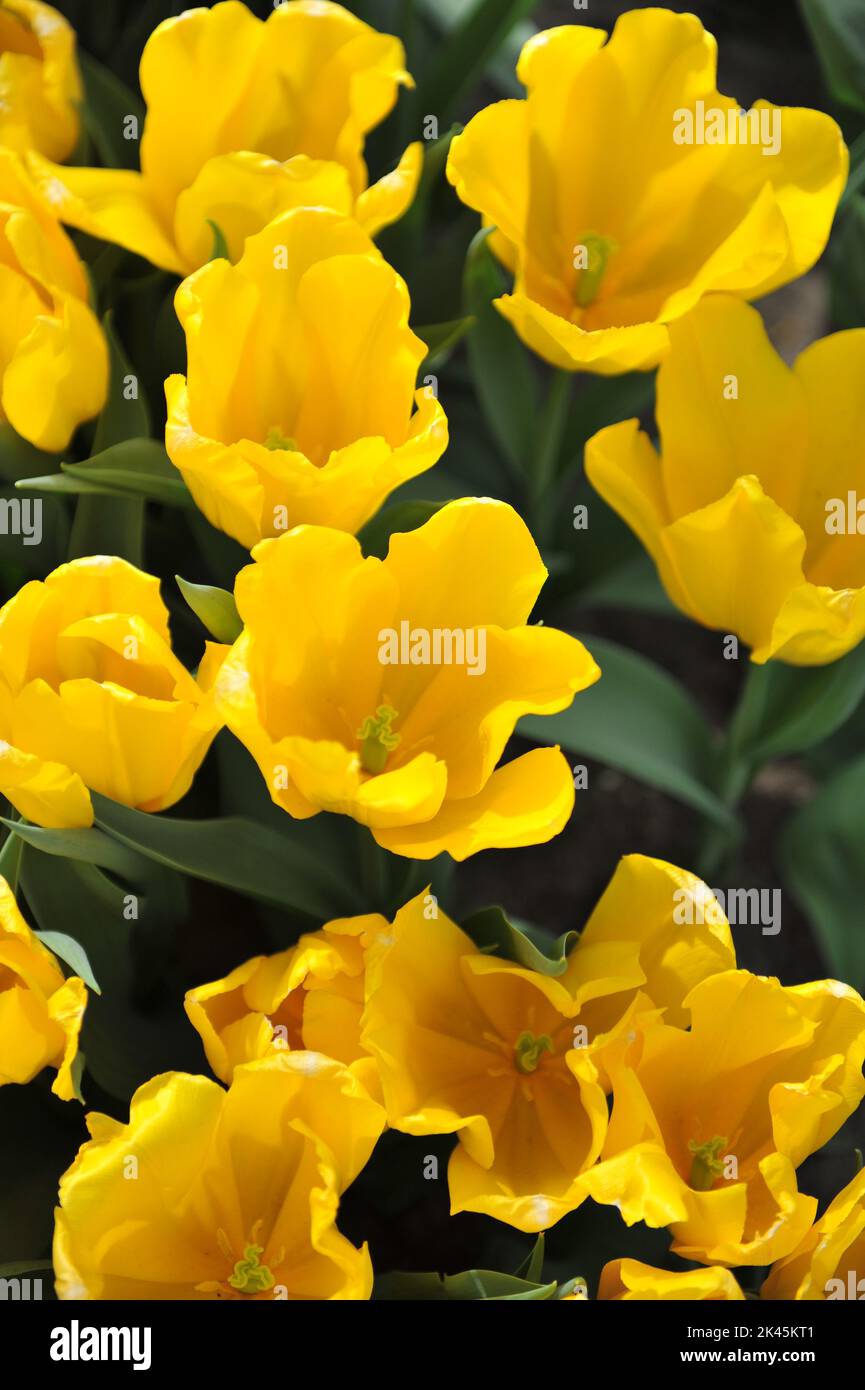 Yellow Triumph tulips (Tulipa) Shooting Star bloom in a garden in April Stock Photo