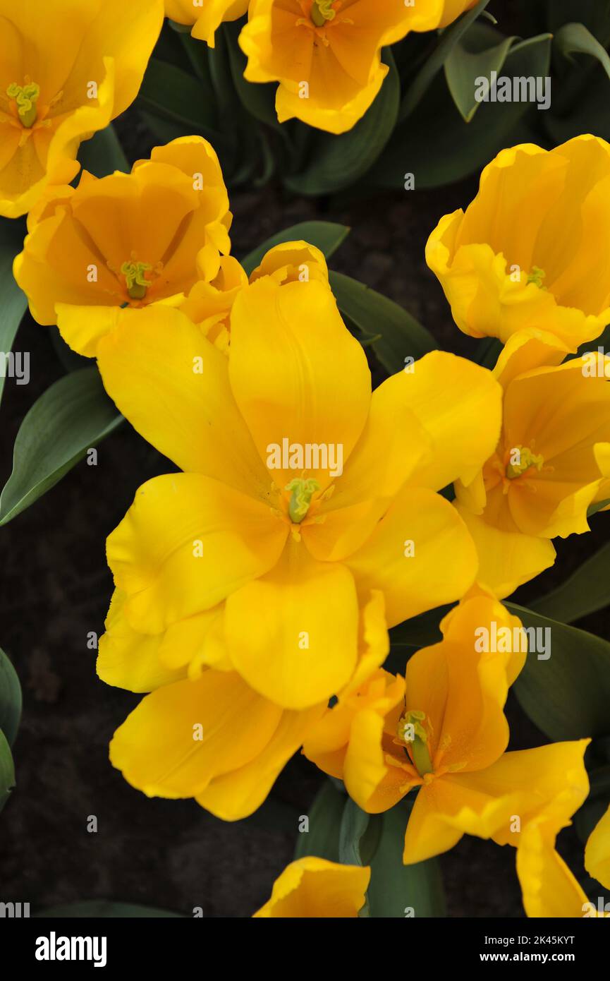 Yellow Triumph tulips (Tulipa) Shooting Star bloom in a garden in April Stock Photo