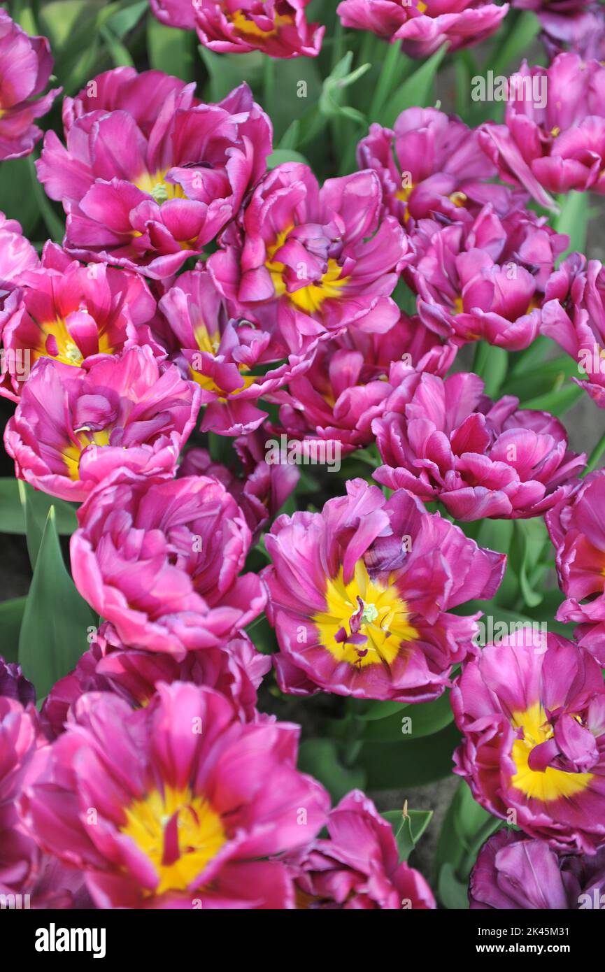 Pink peonyflowered Double Early tulips (Tulipa) Showcase bloom in a