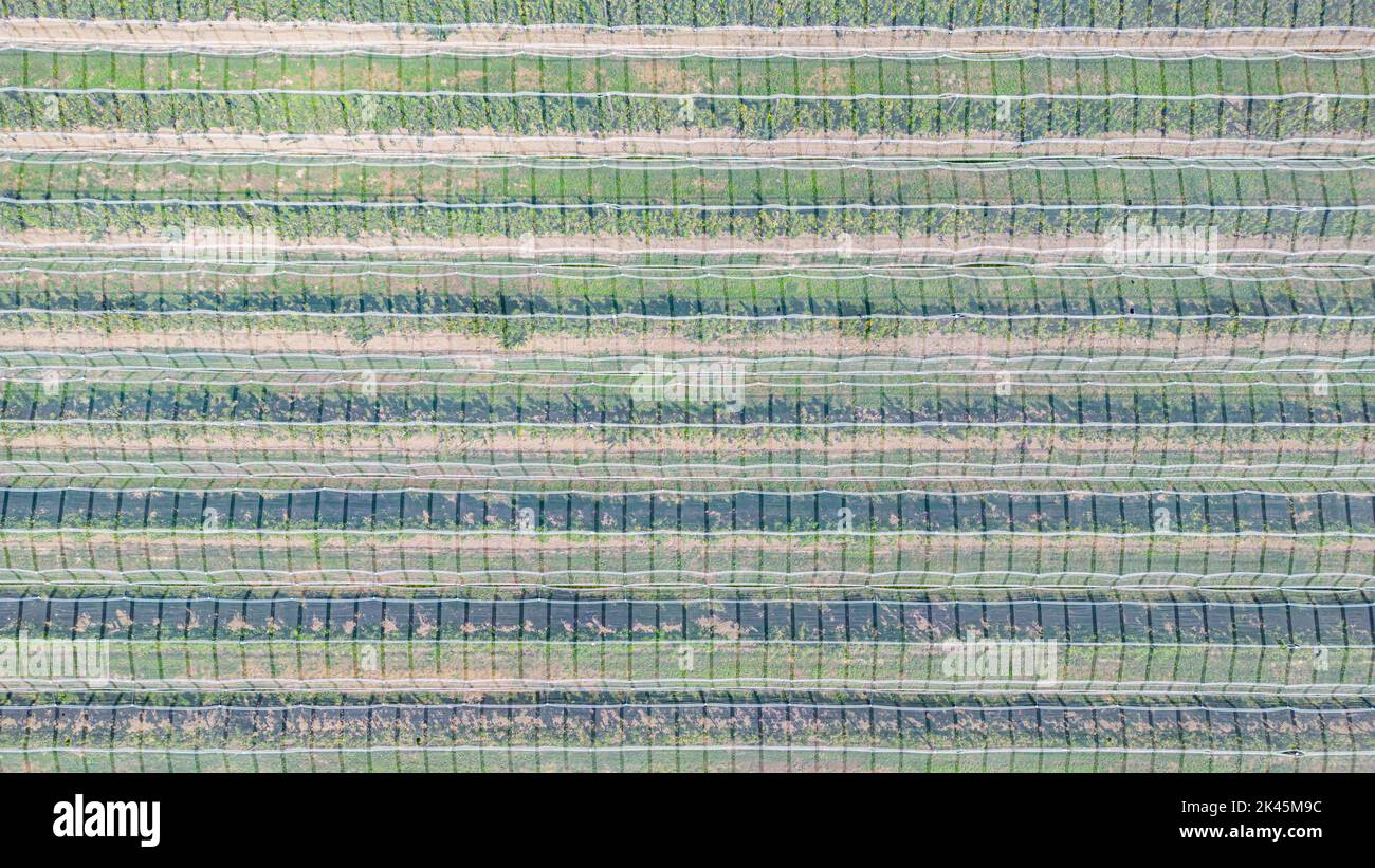 Hail net over apple and pears trees from the air - background Stock Photo