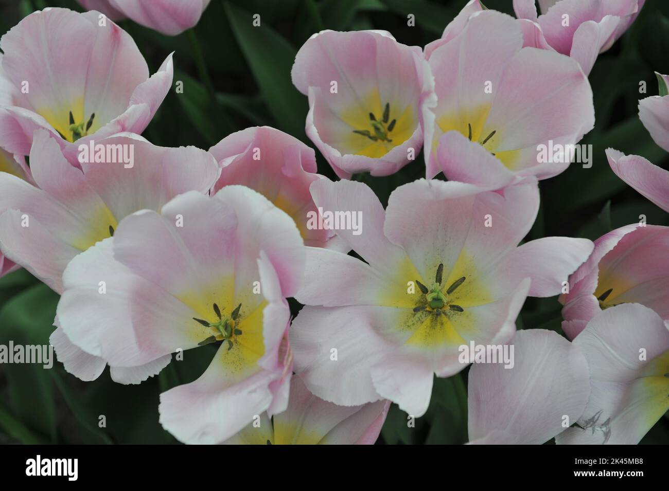 Light pink Triumph tulips (Tulipa) Signum bloom in a garden in April