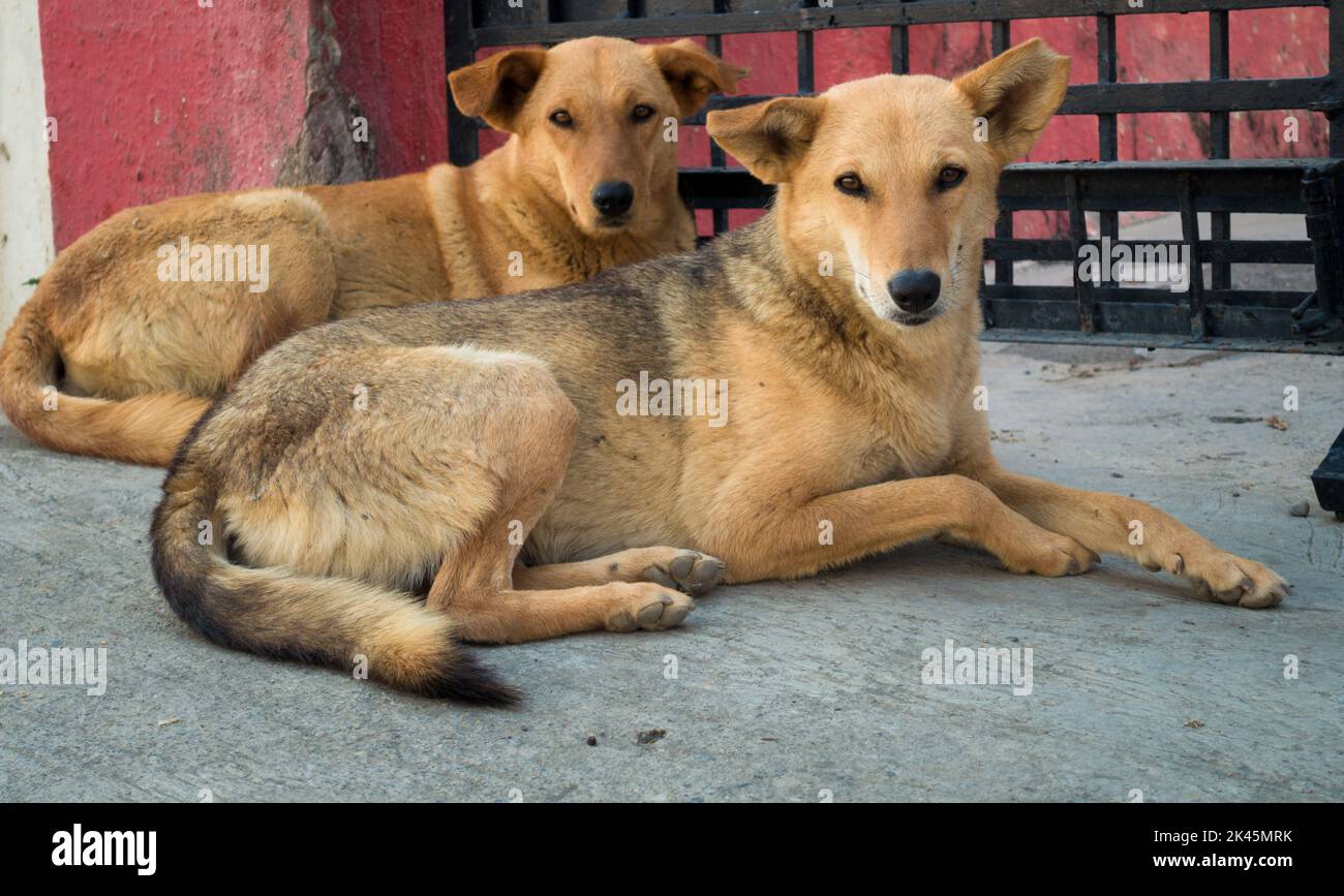 Brown Indian pariah stray dog couple sitting on a concrete road in India. Dehradun Uttarakhand India. Stock Photo
