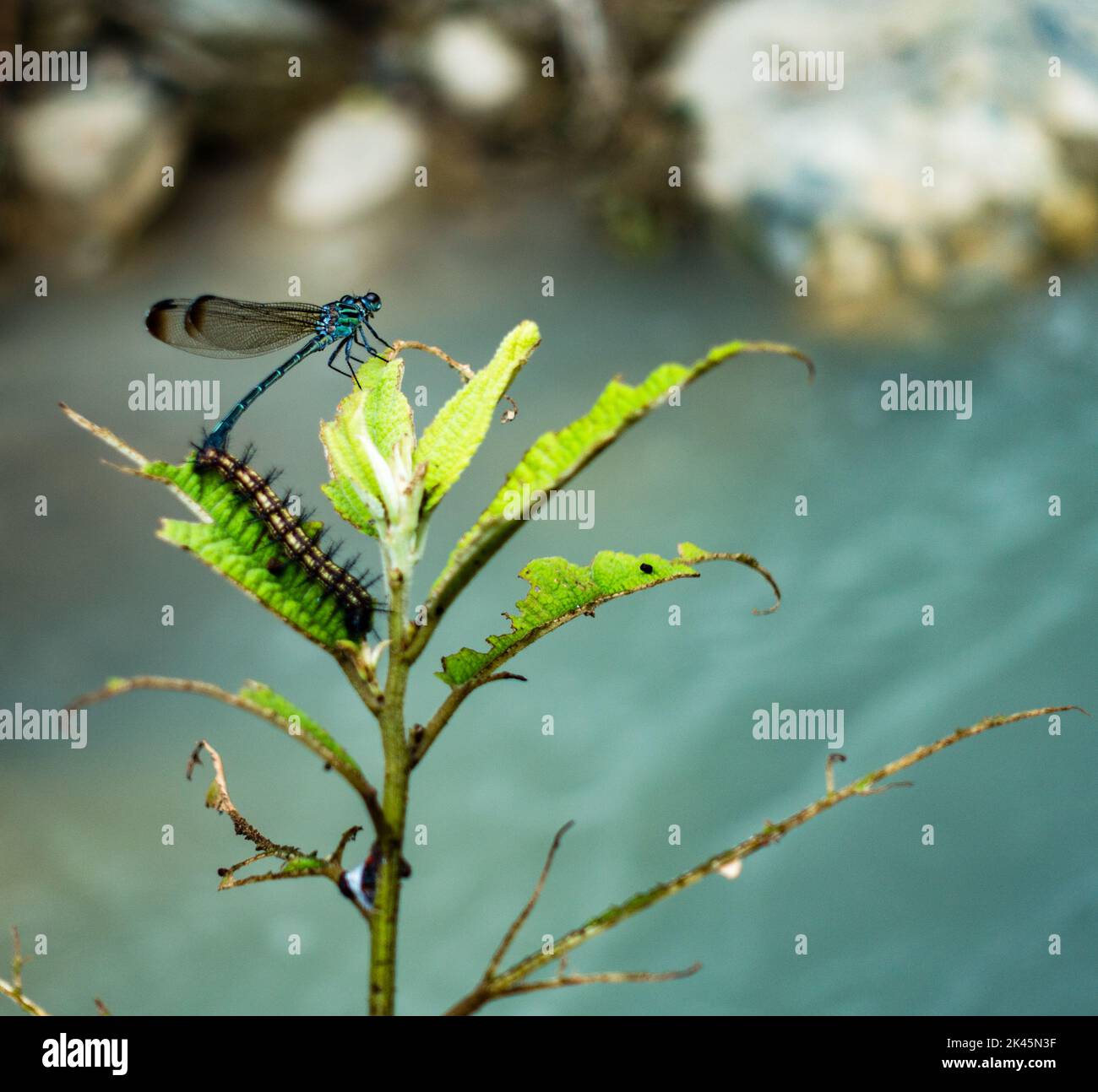 Dragon fly and a caterpillar on a same leafy plant in the forest of Himalayas , Uttarakhand India. Stock Photo