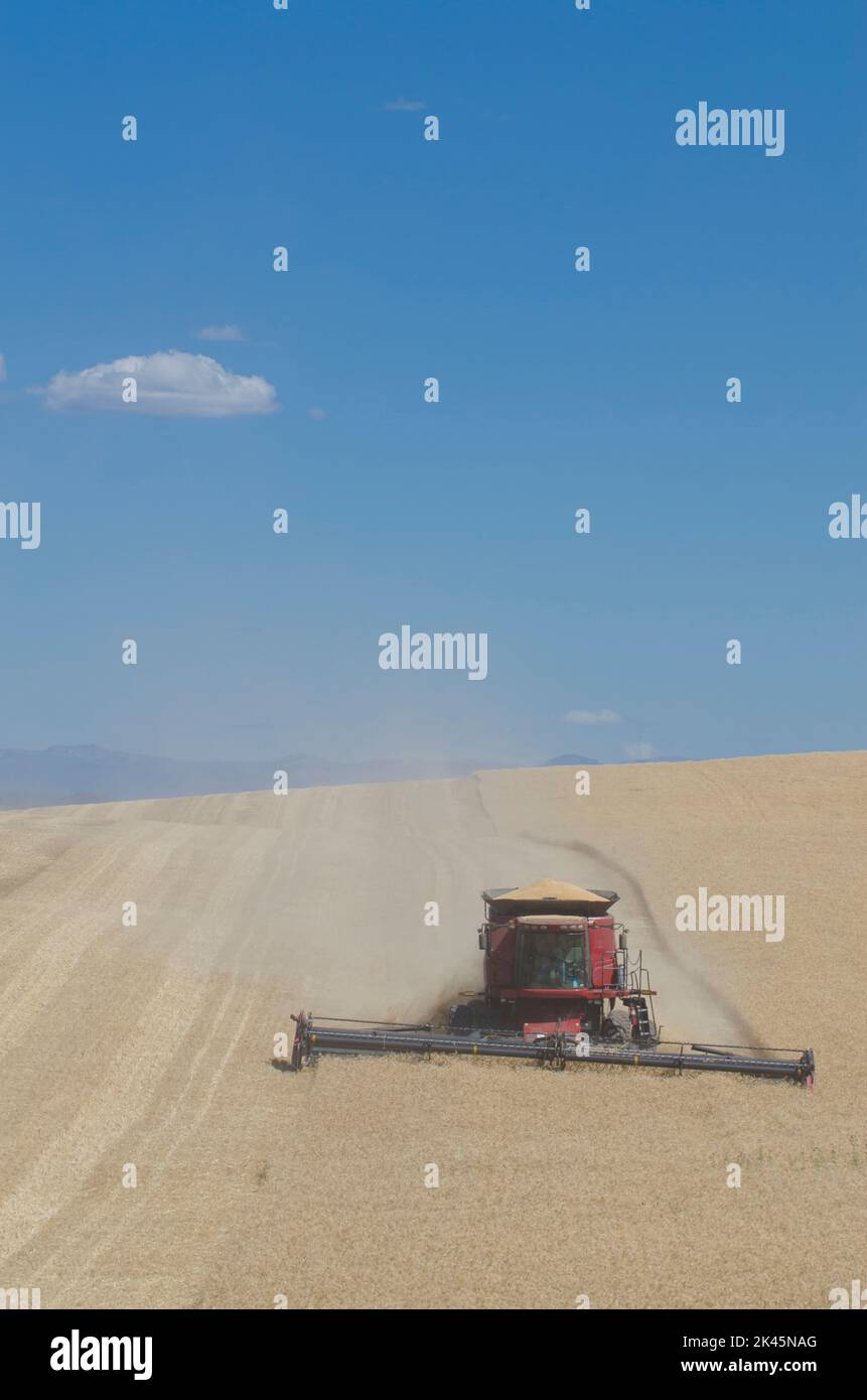 A combine harvester working across a field, driving across the undulating landscape, cutting the ripe wheat crop to harvest the grain. Stock Photo