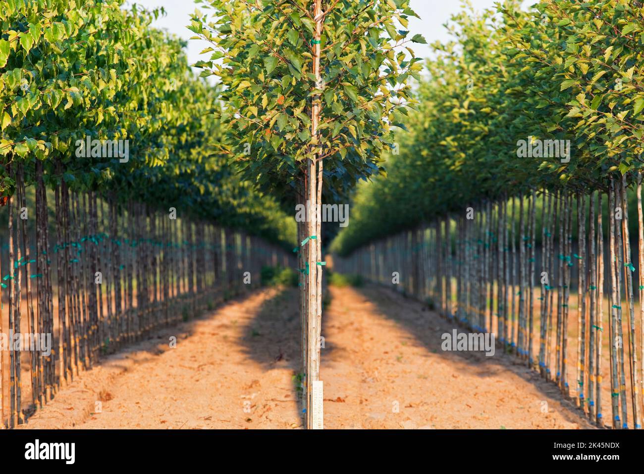 A tree nursery, rows of young sapling trees being grown Stock Photo