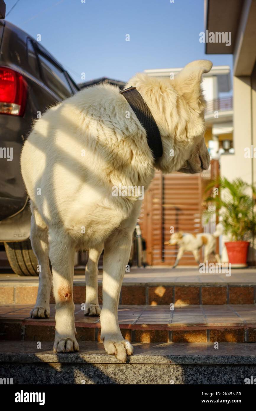 Uttarakhand, India - February 15th 2022. A white domestic himalayan shepherd dog looking behind another dog in the house. Stock Photo