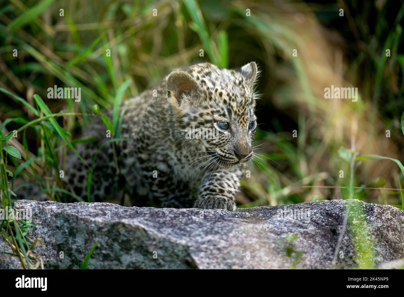 A leopard cub, Panthera pardus, walks over a rock. Stock Photo