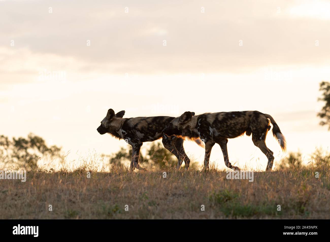 Two wild dogs, Lycaon pictus, run through the grass, backlit Stock Photo