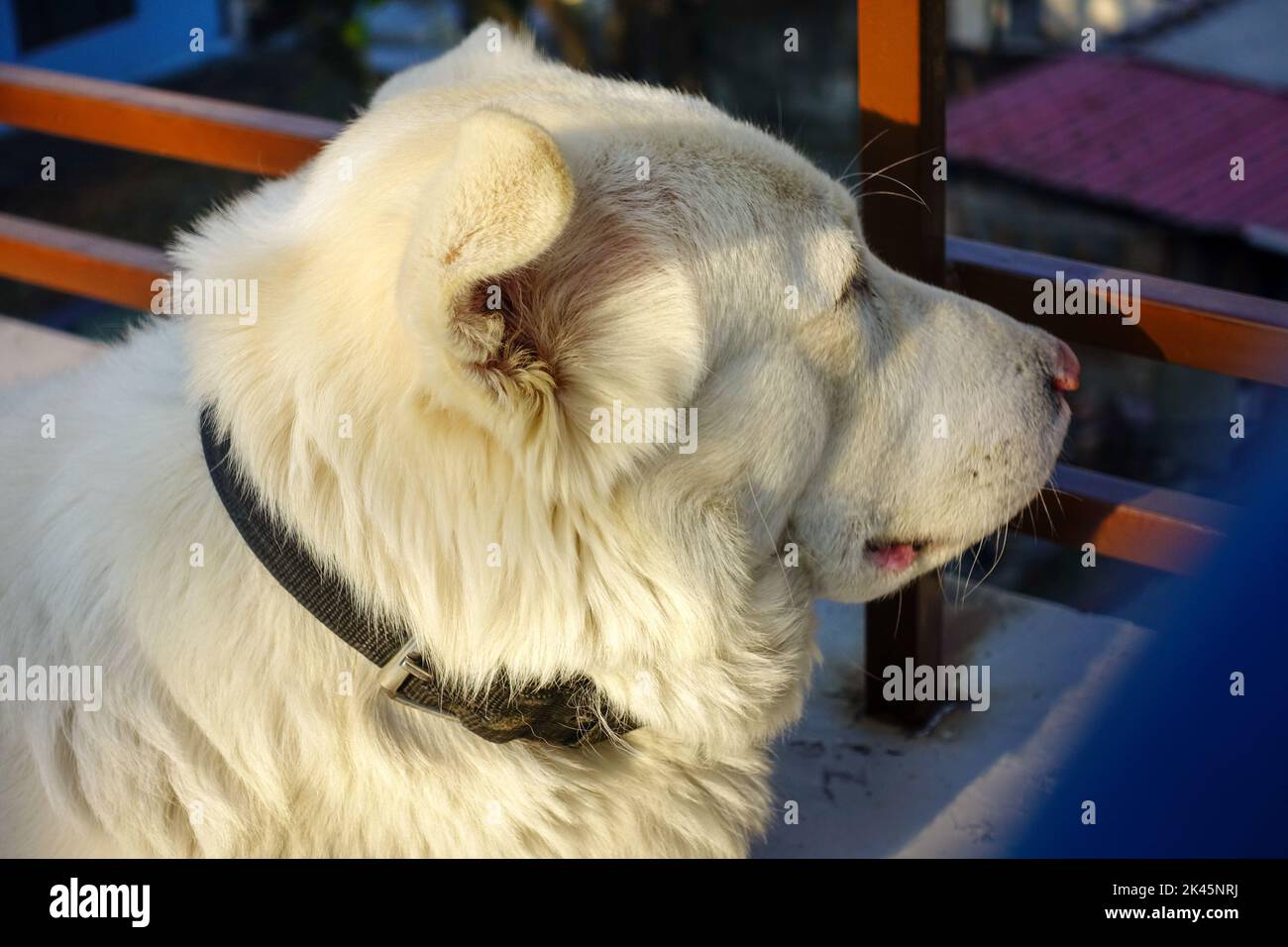 Closeup portrait of a white domestic himalayan shepherd dog sitting . Uttarakhand India. Stock Photo