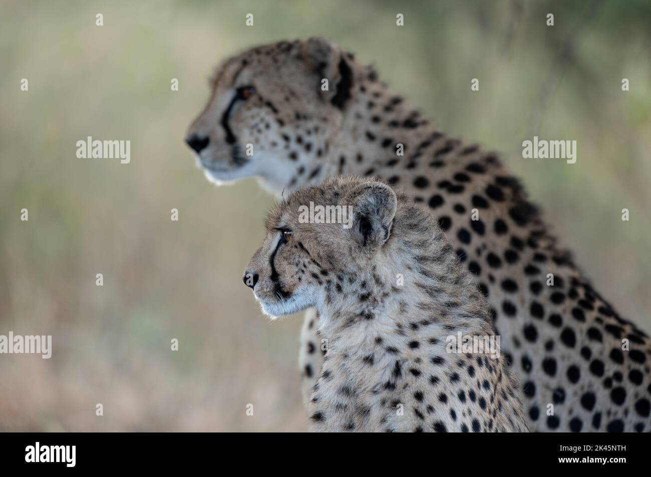 A cheetah and her cub, Acinonyx jubatus, stare into the distance Stock Photo