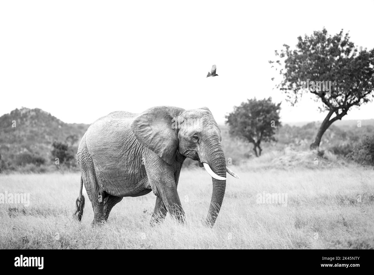 An elephant, Loxodonta africana, walks through grass as a Fork-tailed drongo,Dicrurus adsimilis, flies over him, in colour Stock Photo