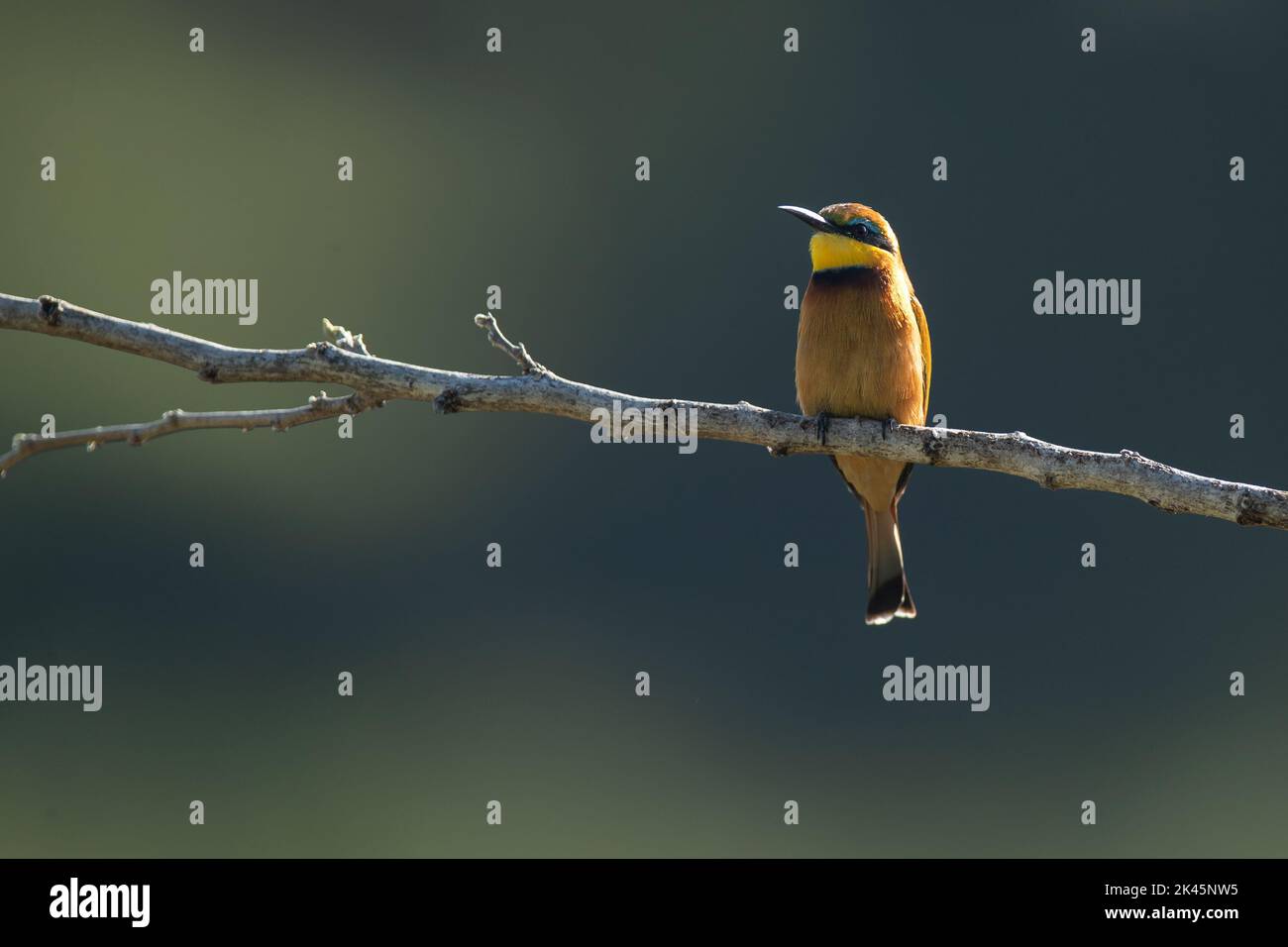 A European bee-eater, Merops apiaster, perches on a branch Stock Photo