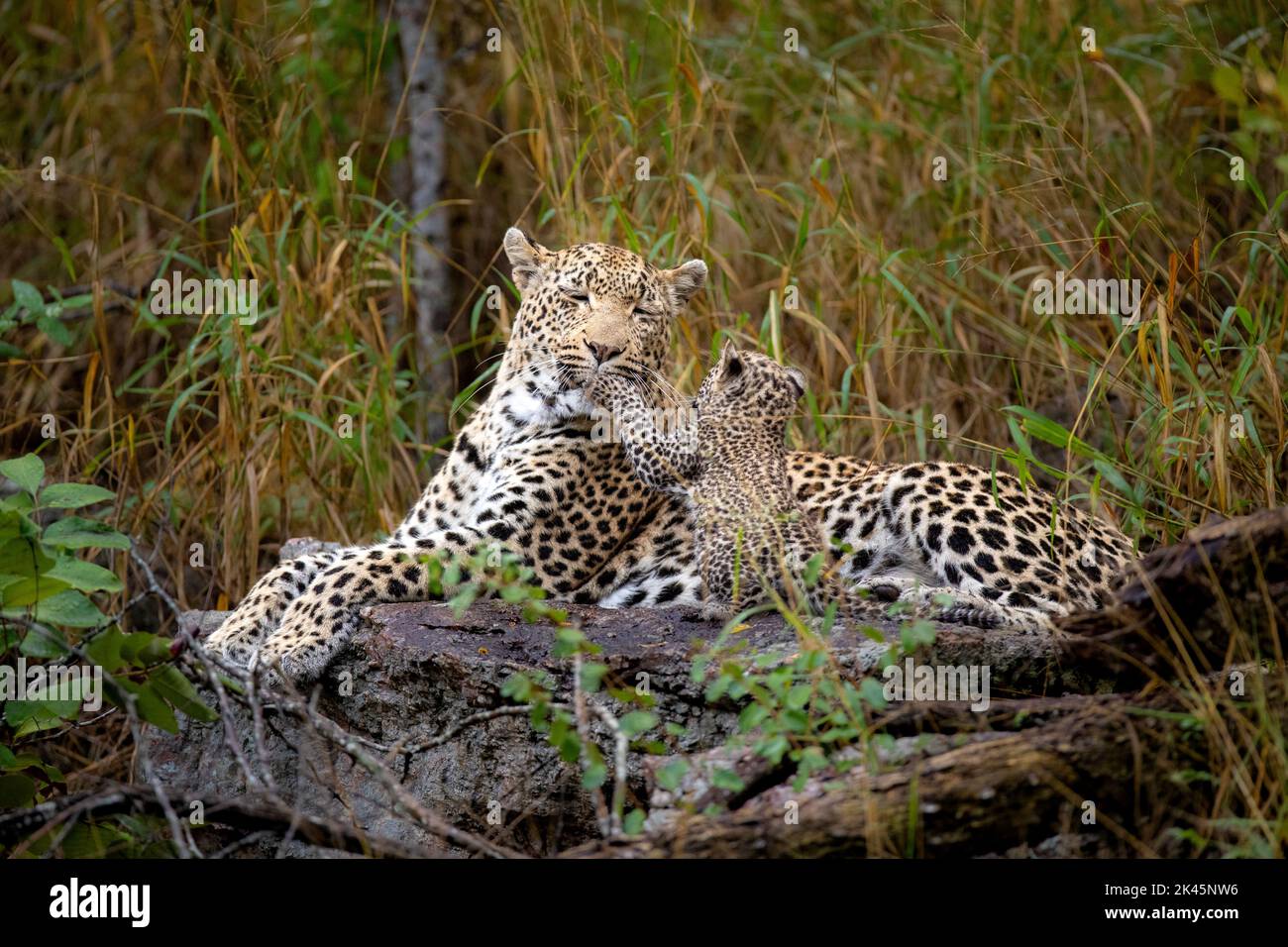 A female leopard and her cub, Panthera pardus, lie together on a log, cub puts its paws on her face Stock Photo